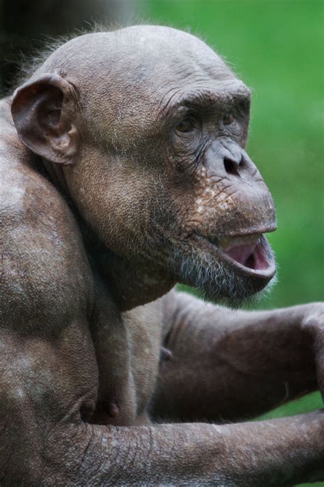 naked chimpanzee|The fascinating hairless chimpanzees